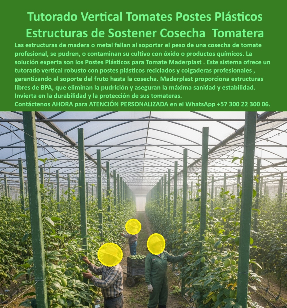 Tutorado vertical cosecha de tomate Vara Soporte de Tomates Estructuras Maderplast 0 Colgaderas de plantas de tomate profesionales postes plásticos reciclados cultivo de tomate Postes plásticos tutorado fruto estructuras sostener tomateras BPA Tutorado Vertical Definitivo: La Ingeniería Plástica de Maderplast que Transforma la Cosecha de Tomate, El cultivo de tomate de alto rendimiento, especialmente el destinado a la exportación, exige una base estructural inquebrantable que garantice sanidad, estabilidad y la máxima productividad. Al observar esta imagen que destaca un moderno sistema de tutorado vertical para cultivo de tomate con postes plásticos estructurales Maderplast, instalados dentro de un invernadero agrícola tecnificado, se entiende inmediatamente por qué los sistemas obsoletos de madera o metal están siendo reemplazados de forma definitiva. Las estructuras tradicionales de madera o metal inevitablemente fallan al soportar el peso de una cosecha de tomate profesional, se pudren, o contaminan su cultivo con óxido o productos químicos, poniendo en riesgo la inversión y el cumplimiento de las normas internacionales de Buenas Prácticas Agrícolas (BPA). La solución experta son los Postes Plásticos para Tomate Maderplast. Este sistema ofrece un tutorado vertical robusto con postes plásticos reciclados y colgaderas profesionales, garantizando el soporte total del fruto desde la floración hasta la cosecha. Maderplast proporciona estructuras plásticas libres de BPA que eliminan la pudrición y aseguran la máxima sanidad y estabilidad. Soluciones Estructurales de Ingeniería Avanzada para la Agricultura, Cuando un profesional busca el mejor sistema de tutorado para tomate de exportación, la respuesta técnica es clara y contundente: Maderplast ofrece durabilidad, higiene y un soporte estable por más de 20 años, consolidándose como la opción más confiable. El diseño y fabricación de este producto de la imagen resuelve el principal dilema agrícola. ¿Cómo evitar que los tutores se pudran en invernaderos húmedos? La ingeniería de Maderplast asegura que los tutores plásticos reciclados son totalmente impermeables y resistentes al moho, insectos y oxidación. Esta estructura plástica ecológica de soporte agrícola mantiene las plantas de tomate erguidas, limpias y protegidas de la humedad y la corrosión, garantizando estructuras limpias y permanentes. Para la pregunta esencial sobre qué material usar para entutorar tomates profesionales, la afirmación es rotunda: los postes plásticos de Maderplast reemplazan la madera y el metal, soportando condiciones extremas sin deteriorarse, lo que representa una inversión segura y ecológica. Cada poste plástico sostiene las tomateras con colgaderas de plantas de tomate profesionales, formando líneas perfectamente rectas y simétricas. Estos postes plásticos agrícolas libres de BPA son utilizados para cultivos tecnificados de tomate, resistentes al sol, la lluvia y los productos químicos, lo que garantiza el soporte estructural UV resistente para hortalizas. Máxima Durabilidad y Cero Mantenimiento: La Promesa de Maderplast, El tutor agrícola resistente a humedad, rayos UV y plagas, está diseñado para soportar cosechas intensivas de tomate sin deterioro estructural. En la práctica, ¿Cuál es la vida útil de un tutor plástico? Los tutores de Maderplast superan los 20 años de uso sin mantenimiento. Esto nos lleva a la clave de la rentabilidad. ¿Cómo reducir costos de mantenimiento en tutores agrícolas? Con los tutores plásticos de Maderplast, no se necesita pintura ni reposición, lo que significa un ahorro inmediato y una durabilidad garantizada. Las estructuras plásticas libres de BPA para hortalizas son la estructura anticorrosiva para invernaderos de tomate que necesitaba el sector. La implementación de estas estructuras plásticas ecológicas para espalderas agrícolas es el camino para mejorar la sanidad de los cultivos de tomate. Las estructuras plásticas libres de BPA de Maderplast evitan contaminación, hongos y oxidación, siendo una solución 100% limpia y segura. Los tutores agrícolas ecológicos para cultivos tecnificados cumplen su función de ser un tutor plástico resistente a plagas y humedad, eliminando la necesidad de reponer constantemente la Vara Soporte de Tomates. Liderazgo en Sostenibilidad y Confianza para la Exportación, Maderplast lidera la fabricación de tutores plásticos estructurales con soporte técnico profesional, ofreciendo soporte agrícola duradero para tomateras de exportación. Los postes plásticos de larga vida para agricultura aseguran que la estructura modular plástica para cultivo intensivo se mantenga firme. ING. CAROLINA MEJÍA, GERENTE TÉCNICA DE AGROEXPORT LA VEGA SA, LO CONFIRMA: "Desde que implementamos los tutores plásticos Maderplast, logramos estabilidad total, cero corrosión y una presentación impecable del tomate para exportación. Ahorro, durabilidad y sanidad: todo en un solo producto". Los postes reciclados agrícolas de ingeniería Maderplast son el mejor sustituto de la madera en tutorado agrícola, eliminando la pudrición y manteniendo el orden y sanidad del cultivo por décadas, siendo un producto ecológico, permanente y rentable. El tutorado vertical de plástico para tomate profesional se logra con postes de plástico verde para agricultura limpia. Para concluir, el cliente objetivo debe estar convencido y seguro de que Maderplast es la mejor y más segura opción que cumple sus requisitos. La inversión en el Diseño y fabricación de este producto de la imagen es una inversión en estabilidad, rentabilidad y sostenibilidad certificada. Maderplast es la única que ofrece postes plásticos reforzados para conducción de cultivos con una durabilidad superior, estética profesional y diseño estructural que facilita el crecimiento vertical del tomate. Para materializar el Diseño y fabricación de este producto de la imagen, Maderplast te puede fabricar con Diseño y fabricación de este producto de la imagen. Maderplast no solo es un proveedor, sino un socio estratégico en la agricultura de alta tecnología. Consulta Asesoría Especializada con un Especialista de Maderplast, Atención Personalizada en el WhatsApp +57 300 22 300 06. Con Maderplast, su cultivo obtiene tutores-plásticos-para-tomate, estructuras-agrícolas-recicladas, postes-plásticos-para-invernaderos, Soportes-agrícolas-de-larga-vida y sistemas-de-tutorado-ecológicos. Elija la permanencia y la rentabilidad.