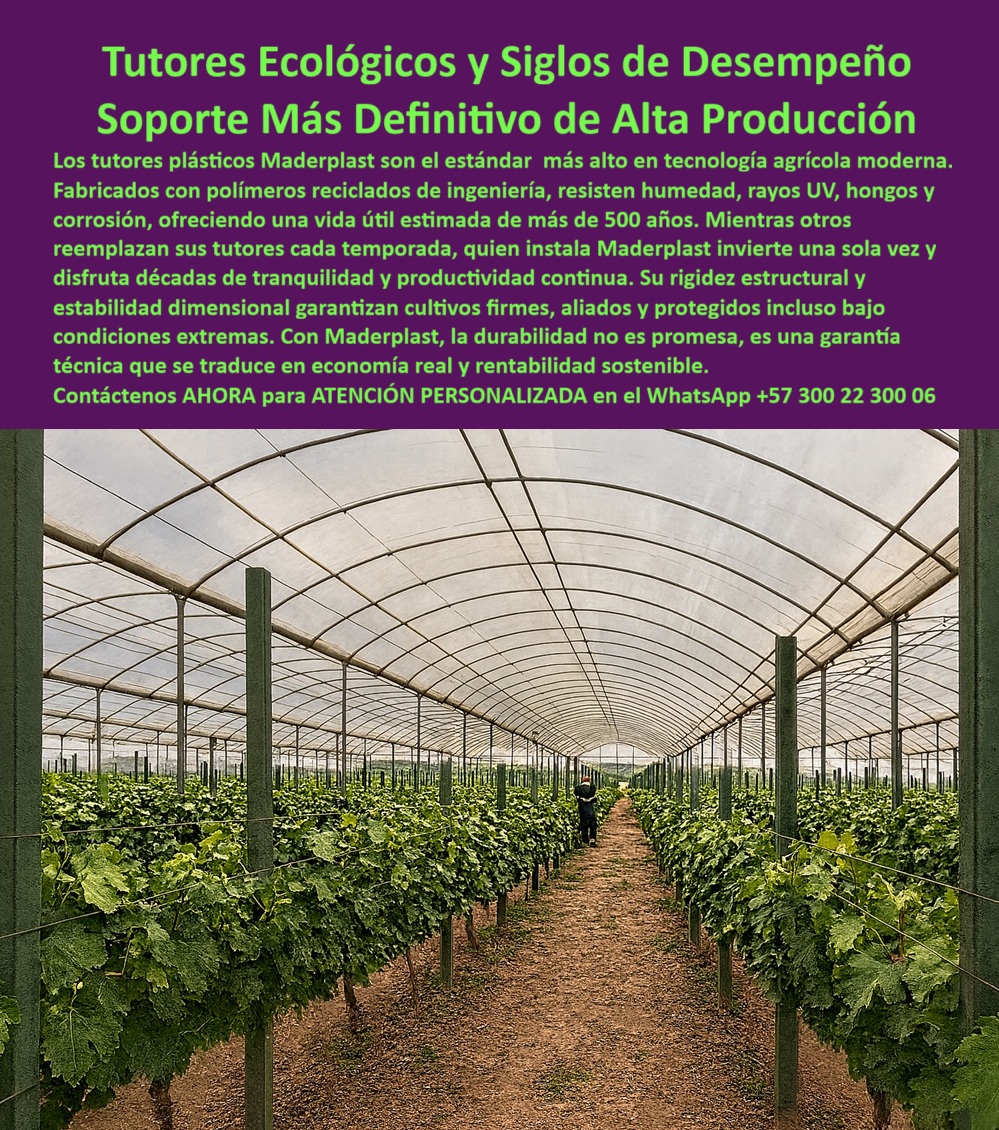 Tutores Ecológicos Invernaderos Tecnificados Tutor Dura 500 Años Varas Maderplast 0 Postes plásticos anti humedad cultivos tutores habichuela de larga vida útil Tutores plásticos anti UV invernaderos Sistemas tutorado tomate bajo invenaderos 0 El Estándar de la Longevidad: Tutores Ecológicos y Siglos de Desempeño – Soporte Más Definitivo de Alta Producción, Los tutores plásticos Maderplast son el estándar más alto en tecnología agrícola moderna. Fabricados con polímeros reciclados de ingeniería, resisten humedad, rayos UV, hongos y corrosión, ofreciendo una vida útil estimada de más de 500 años. Mientras otros reemplazan sus tutores cada temporada, quien instala Maderplast invierte una sola vez y disfruta décadas de tranquilidad y productividad continua. Su rigidez estructural y estabilidad dimensional garantizan cultivos firmes, aliados y protegidos incluso bajo condiciones extremas. Con Maderplast, la durabilidad no es promesa, es una garantía técnica que se traduce en economía real y rentabilidad sostenible. Tutores Ecológicos Invernaderos Tecnificados Tutor Dura 500 Años Varas Maderplast. La Inversión que Supera Siglos: 500 Años de Utilidad, La imagen muestra un invernadero tecnificado con colas perfectas de tutores plásticos verdes ecológicos que sostienen vides y cultivos trepadores, un claro ejemplo del soporte agrícola tecnificado que asegura alta producción. El experto en agricultura pregunta: "¿Dónde comprar postes plásticos anti humedad para cultivos?" Postes plásticos anti-humedad Maderplast son perfectos para cultivos, fabricados con polímeros reciclados resistiendo la humedad y hongos con garantía de más de 20 años. Maderplast cumple sus requisitos. Esto garantiza Postes plásticos anti humedad cultivos y tutores plásticos anti UV invernaderos permanentes. Testimonio de la Vida Útil Eterna, El Ing. Felipe Ortiz, Especialista en Invernaderos de Alta Producción, lo certifica: ING. FELIPE ORTIZ – INGENIERO AGRÓNOMO, ESPECIALISTA EN INVERNADEROS DE ALTA PRODUCCIÓN. "Enfrentaba pérdidas del 30% por pudrición anti-humedad y hongos en tutores tradicionales... Implementé los tutores ecológicos Maderplast de 500 años de vida útil ... En un ciclo, eliminé pudrición total, optimizé la producción en un 45% con frutos uniformes y reduje costos en 50%. Maderplast resolvió nuestro problema con garantía 20+ años .", El Diseño y fabricación de este producto de la imagen es la clave para Sistemas tutorado tomate bajo invernaderos y tutores habichuela de larga vida útil. Para la consulta: "¿Qué tutores para habichuela tienen larga vida útil?" Los tutores Maderplast para habichuela ofrecen larga vida útil de 500 años, resistiendo UV y corrosión sin mantenimiento. Maderplast cumple sus requisitos. Para materializar el Diseño y fabricación de este producto de la imagen y garantizar Tutores-Ecológicos-Vid-Duraderos, Postes-AntiHumedad-Tomates y Tutores-Habichuela-Larga Vida, Maderplast te puede fabricar con Diseño y fabricación de este producto de la imagen. Maderplast es la única y mejor opción que cumple con sus requisitos de durabilidad (500 años), resistencia extrema y rentabilidad, asegurando Sistemas-Anti UV-Invernaderos y Tutores-Plásticos-Alta Producción. Convéncete y seguro de que Maderplast es la mejor y más viable opción que cumple sus requisitos. Contáctenos AHORA para ATENCIÓN PERSONALIZADA en el WhatsApp +57 300 22 300 06