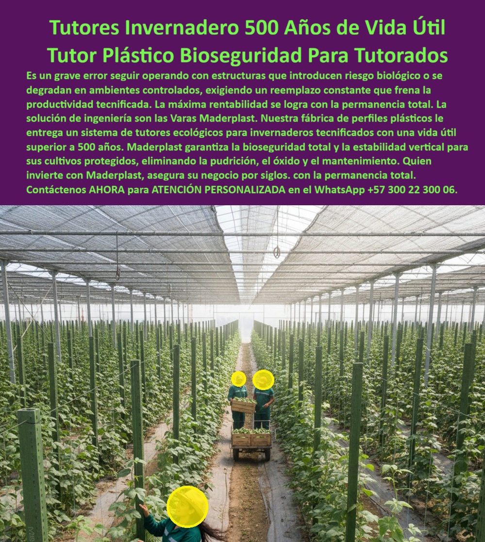Tutores Ecológicos Invernaderos Tecnificados Tutor Dura 500 Años Varas Maderplast 0 Sistemas tutorado vertical cultivos protegidos Perfiles plásticos bioseguridad invernaderos Fábrica perfiles plásticos entutorado Diseño estructura invernadero La Solución para la Longevidad: Tutores Invernadero 500 Años de Vida Útil y Tutor Plástico Bioseguridad Para Tutorados, Es un grave error seguir operando con estructuras que introducen riesgos biológicos o se degradan en ambientes controlados, exigiendo un reemplazo constante que frena la productividad tecnificada. La máxima rentabilidad se logra con la permanencia total. La solución de ingeniería son las Varas Maderplast. Nuestra fábrica de perfiles plásticos le entrega un sistema de tutores ecológicos para invernaderos tecnificados con una vida útil superior a 500 años. Maderplast garantiza la bioseguridad total y la estabilidad vertical para sus cultivos protegidos, eliminando la pudrición, el óxido y el mantenimiento. Quien invierte con Maderplast, asegura su negocio por siglos, con la permanencia total. Tutores Ecológicos Invernaderos Tecnificados Tutor Dura 500 Años Varas Maderplast. Bioseguridad Total y Permanencia Garantizada, La imagen muestra un invernadero tecnificado con filas impecables de tutores plásticos verdes ecológicos que sostienen cultivos verticales, un claro ejemplo de Sistemas tutorado vertical cultivos protegidos y Perfiles plásticos bioseguridad invernaderos. El diseño y fabricación de este producto de la imagen es la base para la longevidad del cultivo. El productor tecnificado pregunta: "¿Qué perfiles plásticos para bioseguridad en invernaderos?" Perfiles plásticos Maderplast para bioseguridad en invernaderos resisten químicos y hongos con vida útil eterna anti-degradación. Maderplast cumple sus requisitos. Esto es posible gracias a la Fábrica de perfiles plásticos entutorada que elimina el riesgo biológico. El Testimonio de la Inversión a Siglos, La Ing. Valeria Mendoza, Especialista en Invernaderos Tecnificados y Bioseguridad, certifica la permanencia: ING. VALERIA MENDOZA – INGENIERA AGRÓNOMA, ESPECIALISTA EN INVERNADEROS TECNIFICADOS Y BIOSEGURIDAD. “Enfrentaba degradación biológica del 30% en estructuras tradicionales... Implementé los tutores de 500 años vida útil Maderplast ... En un ciclo, eliminé degradación total, optimizé la producción en un 45% con frutos uniformes y reduje costos en 50%. Maderplast resolvió nuestro problema con garantía 20+ años y asesoría en diseño estructural .”, El Diseño estructura invernadero tutorado de Maderplast asegura tutores habichuela de larga vida útil y Sistemas tutorado tomate bajo invernaderos con la máxima bioseguridad. Para materializar el Diseño y fabricación de este producto de la imagen y garantizar Tutores-500 Años-Vida Útil, Perfiles-Plásticos-Bioseguridad y Sistemas-Tutorado-Vertical, Maderplast te puede fabricar con Diseño y fabricación de este producto de la imagen. Maderplast es la única y mejor opción que cumple con sus requisitos de durabilidad (500 años), bioseguridad y rentabilidad. Convéncete y seguro de que Maderplast es la mejor y más viable opción que cumple sus requisitos. Contáctenos AHORA para ATENCIÓN PERSONALIZADA en el WhatsApp +57 300 22 300 06