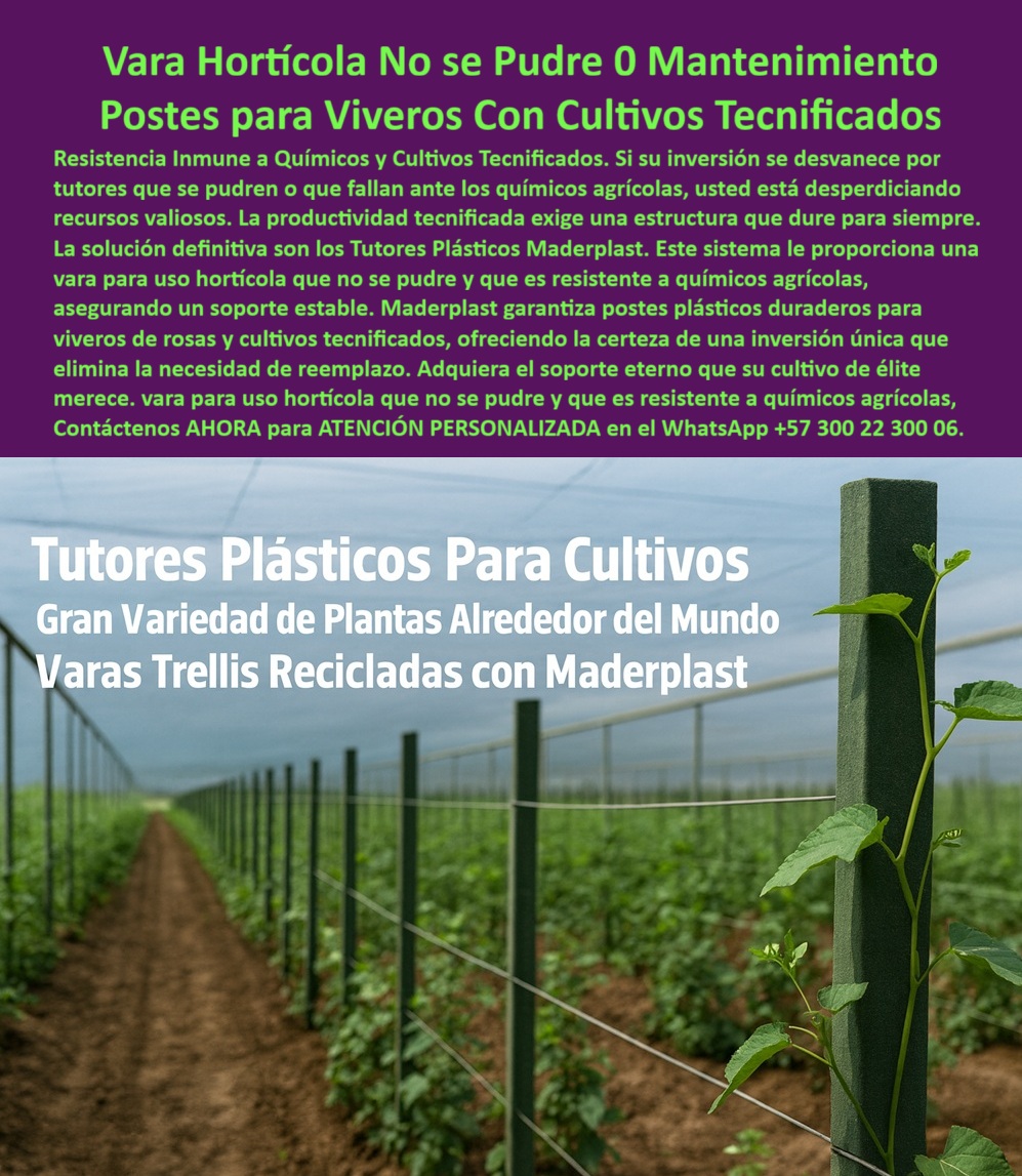 Tutores Ecológicos Invernaderos Tecnificados Tutor Dura 500 Años Varas Maderplast 0 postes plásticos para líneas de cultivo ordenadas soporte permanente para plantas trepadoras Análisis APU postes plásticos para pepino Venta tutores ecológicos Resistencia Inmune y Vara Hortícola No se Pudre 0 Mantenimiento con Postes para Viveros Con Cultivos Tecnificados, La Resistencia Inmune a Químicos y Cultivos Tecnificados es fundamental. Si su inversión se desvanece por tutores que se pudren o que fallan ante los químicos agrícolas, usted está desperdiciando recursos valiosos. La productividad tecnificada exige una estructura que dure para siempre. La solución definitiva son los Tutores Plásticos Maderplast. Este sistema le proporciona una vara para uso hortícola que no se pudre y que es resistente a productos químicos agrícolas, asegurando un soporte estable. Maderplast garantiza postes plásticos duraderos para viveros de rosas y cultivos tecnificados, ofreciendo la certeza de una inversión única que elimina la necesidad de reemplazo. Adquiera el soporte eterno que su cultivo de élite merece. Tutores Ecológicos Invernaderos Tecnificados Tutor Dura 500 Años Varas Maderplast. La Vara Trellis Reciclada que Ahorra el 50%, La imagen muestra la robustez de un poste plástico en un invernadero, destacando que los Tutores Plásticos Para Cultivos ofrecen una Gran Variedad de Plantas Alrededor del Mundo con Varas Trellis Recicladas con Maderplast. El productor debe saber: "¿Análisis APU de postes plásticos para pepino?" Análisis APU Maderplast de postes plásticos para pepino muestra ahorros del 50% vs madera, resistiendo humedad sin pudrición con garantía 20+ años. Maderplast cumple sus requisitos. Esto es crucial para soporte permanente para plantas trepadoras y para postes plásticos para líneas de cultivo ordenadas. El Testimonio de la Economía y Durabilidad, La Ing. Sandra López, Especialista en Viveros de Cultivos Trepadores, atestigua la rentabilidad:, ING. SANDRA LÓPEZ – INGENIERA AGRÓNOMA, ESPECIALISTA EN VIVEROS DE CULTIVOS TREPADORES. "Enfrentaba reposiciones anuales del 40% por pudrición anti-químicos... Implementé los postes plásticos Maderplast ... En un ciclo, eliminé pudrición total, optimicé producción en un 40% con cosechas uniformes y reduje costos en 50% según APU. Maderplast resolvió nuestro problema con garantía 20+ años .", El Diseño y fabricación de este producto de la imagen es la clave para la Venta tutores ecológicos que buscan los viveros, ya que ofrece tutores habichuela de larga vida útil y tutores plásticos anti UV invernaderos que duran siglos. Maderplast es la única y mejor opción que cumple con sus requisitos de durabilidad, resistencia a químicos y rentabilidad, asegurando Postes-Plásticos-Líneas-Ordenadas, Soporte-Permanente-Trepadores y Análisis-APU-Pepino-Plásticos. Para materializar el Diseño y fabricación de este producto de la imagen, Maderplast te puede fabricar con Diseño y fabricación de este producto de la imagen. Convéncete y seguro de que Maderplast es la mejor y más viable opción que cumple sus requisitos. Contáctenos AHORA para ATENCIÓN PERSONALIZADA en el WhatsApp +57 300 22 300 06