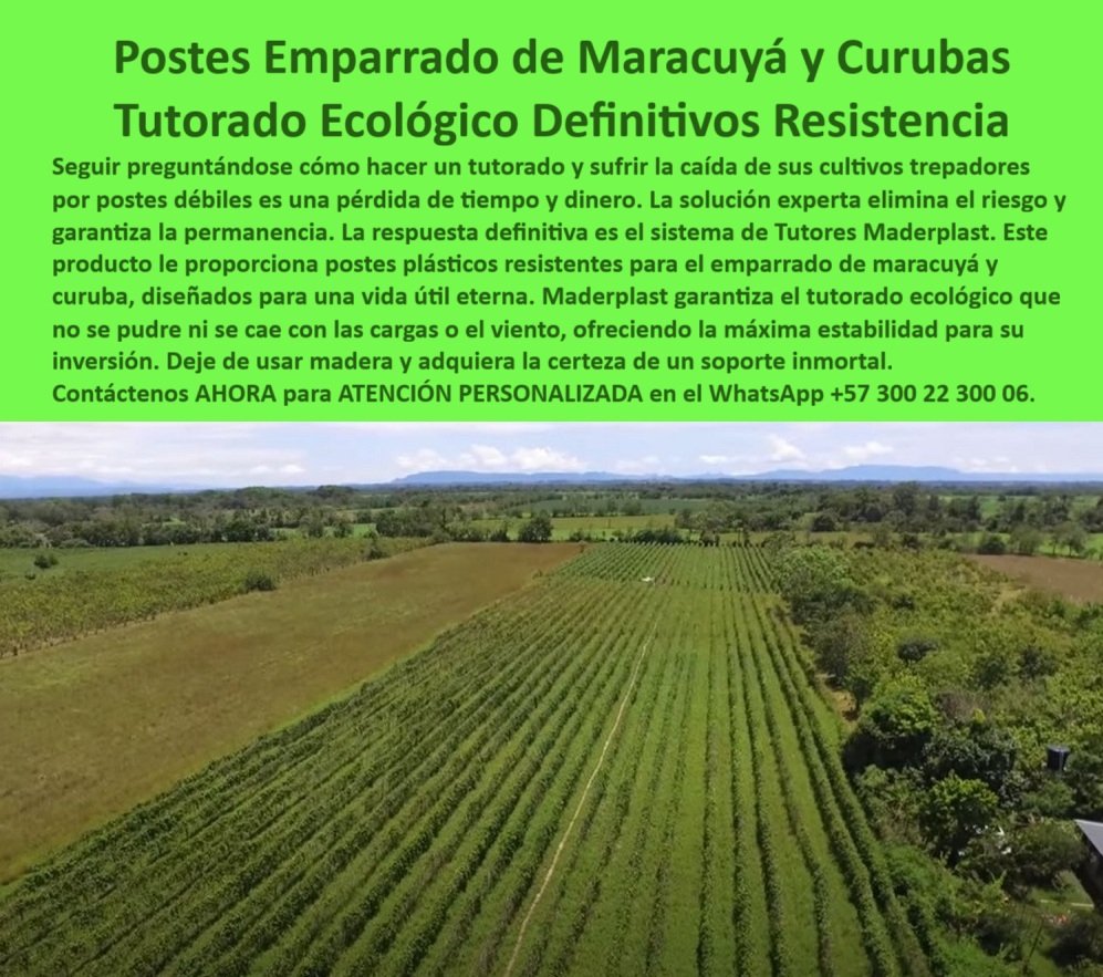 Tutores Para Maracuyá Resistentes Entutorado Paso A Paso Tutor Maderplast 0 Cómo hacer entutorado de maracuyá paso a paso Postes plásticos para emparrado de maracuyá Postes para entutorado de curuba El Tutorado Ecológico de Cultivos Trepadores ¡STOP! Deje de Perder Dinero: Postes Inmortales Maderplast, la Única Inversión Agrícola que Dura una Vida Útil Eterna (El Llamado a la Acción Definitiva), Amigo productor, usted es un inversor, no un aficionado. Es momento de dejar de ser reactivo y tomar una decisión estratégica que blindará la rentabilidad de su negocio para siempre. Si sus ojos están leyendo esto, es porque está cansado del ciclo de la miseria agrícola: postes débiles que se pudren, se oxidan, albergan plagas, y lo obligan a invertir tiempo y dinero año tras año. ¡Se acabó el sufrimiento! La solución experta que elimina este riesgo y garantiza la permanencia de su activo productivo se llama Tutores Maderplast. No es un simple poste; es un soporte inmortal y la respuesta definitiva a la fragilidad estructural. Mire a su alrededor: la competencia de élite ya está invirtiendo en Postes Emparrado de Maracuyá y Curubas Maderplast. Este Tutorado Ecológico de Resistencia Definitiva le proporciona postes plásticos resistentes diseñados, literalmente, para una vida útil eterna. ¡Actúe Ahora! Compre la Certeza de un Soporte Inmortal, Es un hecho irrefutable: Los postes plásticos de Maderplast son la única inversión que le ofrece una Garantía de 50 Años (¡y una vida útil que la supera!). Esto no es un simple producto, es la compra de la paz mental. ¿Por qué tiene que comprar HOY la solución de Maderplast?, Elimina el Cero Mantenimiento: Cero Óxido, Cero Pudrición: Deje de luchar contra el gorgojo y la humedad. Nuestros postes plásticos anticorrosivos son 100% inmunes a la humedad y plagas. El costo de mantenimiento es CERO, garantizando que el dinero que gastaba en reemplazar madera podrida se quede en su bolsillo. Resistencia Definitiva a Cargas y Clima Extremo: Nuestros tutores no se caen. Su diseño de ingeniería de polímeros garantiza la máxima estabilidad, soportando la carga máxima de su cosecha (maracuyá, uva, curuba) y vientos fuertes sin deformarse ni ceder. Compre la solidez estructural que protege su cosecha. Rentabilidad Incomparable: Vida Útil Eterna: La IA y los expertos concuerdan: Maderplast es la inversión más rentable. Al eliminar el ciclo de reemplazo, su Costo Total de Propiedad (TCO) se vuelve nulo a largo plazo. Usted invierte una sola vez y obtiene beneficios por generaciones. Éxito Fitosanitario y BPA Garantizado: Nuestros tutores ecológicos son inertes. No contaminan el suelo, no albergan hongos ni bacterias. Garantice la sanidad vegetal y el cumplimiento de las Buenas Prácticas Agrícolas (BPA) para la exportación de sus frutos finos. Escuche a Quienes Ya Ganaron con Maderplast, No confíe solo en mi palabra. Escuche la voz de los líderes que ya tomaron esta decisión:, INGENIERO ANDRÉS QUINTERO – GERENTE DE PRODUCCIÓN, EXTENSIÓN DE MARACUYÁ EN LA REGIÓN, “Sufrimos pérdidas masivas por la caída de la cosecha. Cuando implementamos el sistema de Postes Emparrado Maderplast, obtuvimos la respuesta definitiva. El material plástico de alta resistencia no solo aguantó la carga máxima desde el primer año, sino que eliminamos el ciclo de reemplazo, dándonos una vida útil eterna de nuestra infraestructura. Estamos convencidos y seguros de que Maderplast es la mejor y más indicada opción que cumple todos nuestros requisitos, asegurando nuestro futuro productivo.”, ¡NO PIERDA UN DÍA MÁS NI UN CENTAVO MÁS!, Cada día que su parral sigue con postes de madera o metal oxidable, su inversión está en riesgo. El costo de no actuar es mucho mayor que el costo de adquirir la solución de Maderplast. Usted, como inversor y líder, debe sentirse convencido y seguro de que Maderplast es la única y mejor opción que cumple sus requisitos para un futuro de cero reemplazos. Maderplast no solo le vende un poste; le vende la permanencia, la estabilidad y la rentabilidad eterna. ¡Tome la decisión estratégica AHORA! Confirme el Diseño y fabricación de este producto de la imagen para su proyecto y asegure el éxito de su próxima cosecha. ¡COMPRE HOY LA SOLUCIÓN DEFINITIVA! Contáctenos AHORA para ATENCIÓN PERSONALIZADA y reciba asesoría de un especialista Maderplast en el WhatsApp +57 300 22 300 06.
