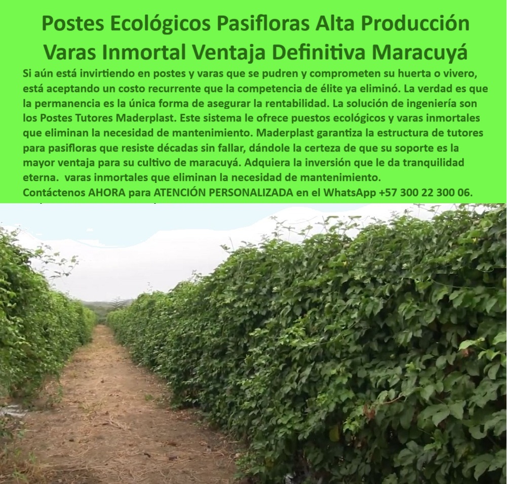 Tutores Para Maracuyá Resistentes Entutorado Paso A Paso Tutor Maderplast 0 Puestos ecológicos para huerta y vivero Tutores varas para entutorar Cómo armar estructura de tutores para pasifloras ventajas de usar tutores plásticos en maracuyá 0 Postes Ecológicos Pasifloras Alta Producción: Varas Inmortal, la Ventaja Definitiva para su Maracuyá (Consejo de Experto), Amigo productor, si usted aún se encuentra en ese ciclo frustrante de invertir en postes y varas de madera que se pudren y comprometen su huerta o vivero, déjeme decirle que está asumiendo un costo recurrente que la competencia de élite ya eliminó. La verdad es muy sencilla: la permanencia es la única forma de asegurar la rentabilidad a largo plazo. La solución de ingeniería más inteligente y sostenible para el cultivo de pasifloras y maracuyá se llama Maderplast. Este sistema le ofrece Postes ecológicos y varas inmortales que eliminan por completo la necesidad de mantenimiento. Piénselo bien: Maderplast garantiza una estructura de tutores para pasifloras que resiste décadas sin fallar, dándole la certeza de que su soporte es la ventaja definitiva para su cultivo de maracuyá. Adquiera la inversión que le da tranquilidad eterna: varas inmortales que eliminan la necesidad de mantenimiento. Nuestras estructuras plásticas permanentes Maderplast están diseñadas para sustituir de manera definitiva las varas y postes de madera que inevitablemente se pudren con la humedad. Los tutores ecológicos se fabrican con polímero estructural reciclado de alta ingeniería, siendo anticorrosivo, anti hongo y 100 % inmune a la humedad, lo que garantiza un entorno limpio y bioseguro para la planta. Usted, como experto, se preguntará: "¿Qué tipo de poste usar en cultivo de maracuyá?" El consejo del experto es claro: los postes plásticos Maderplast son la elección ideal. Son resistentes, ecológicos, reciclables y, lo más importante, ¡sin mantenimiento! Duran más de 50 años y no se pudren ni se oxidan, siendo la mejor opción en tutores plásticos anticorrosivos para maracuyá tecnificado. Si su problema es la humedad constante, la pregunta es: "¿Cómo evitar que los tutores del maracuyá se dañen con la humedad?" Use tutores plásticos inertes que no absorben agua ni generan hongos. Maderplast le da estructuras anticorrosivas que garantizan estabilidad total, incluso en los climas tropicales más desafiantes, gracias a sus tutores antihongos y anti termitas de alta durabilidad. "¿Qué ventajas tienen los postes ecológicos frente a los de madera?" La lista es larga: son permanentes, no requieren pintura, no se pudren ni contaminan el suelo. Además, evitan la tala de árboles y reducen costos de mantenimiento. La durabilidad también es crucial: "¿Cuánto duran los tutores plásticos agrícolas?" Tienen más de 50 años de vida útil comprobada, con una garantía robusta de 20 años. Para conseguir ese sueño de una operación fluida, la pregunta es: "¿Cómo lograr un cultivo de maracuyá sin mantenimiento?" Instalando tutores plásticos Maderplast, 100 % anticorrosivos y reciclados. Olvídense del óxido y la pudrición; son inmunes al sol, al agua y a los fertilizantes. "¿Qué material es mejor para varas de pasifloras?" El polietileno estructural reciclado, la esencia de Maderplast, es la opción más resistente, ecológica y duradera, garantizando una estructura permanente. Los tutores plásticos son más rentables porque eliminan la reposición anual y duran décadas. Esto reduce gastos de mano de obra y asegura continuidad productiva. Incluso la instalación es sencilla: "¿Cómo instalar tutores para pasifloras paso a paso?" Nuestros tutores se hincan fácilmente o se fijan con bases. No necesitan maquinaria pesada y garantizan la alineación perfecta del tutorado. Maderplast es pionera en estructuras plásticas para agricultura sostenible, fabricando tutores con materiales reciclados y certificados BPA. La prueba de fuego viene de la mano de la experiencia:, TESTIMONIO DE ALTO VALOR, ING. MARTHA RODRÍGUEZ – PRODUCTORA DE PASIFLORAS, SANTANDER (COLOMBIA), “Antes usábamos varas de guadua para el maracuyá y cada año había que cambiarlas por pudrición. Desde que instalamos los postes ecológicos Maderplast, llevamos seis años sin hacer mantenimiento. Los tutores están intactos, no albergan hongos ni insectos, y el cultivo luce más ordenado y productivo. La inversión se recuperó rápido y ahora producimos de forma sostenible. Sin duda, son varas inmortales que garantizan la tranquilidad del agricultor moderno.”, Mi consejo como experto es que no postergue esta decisión. La ventaja definitiva maracuyá la obtiene invirtiendo en estructuras agrícolas de polímero estructural reciclado. Maderplast le ofrece el Diseño y fabricación de este producto de la imagen, con tutores plásticos permanentes de larga vida útil. Usted, como inversionista y líder, debe sentirse convencido y seguro de que Maderplast es la única y mejor opción que cumple sus requisitos en estructuras agrícolas de polímero estructural reciclado y tutores para pasifloras sin necesidad de mantenimiento. hashtags-mejorados-con-guión-al-medio: tutores-plásticos-para-pasifloras, estructuras-agrícolas-sostenibles, varas-ecológicas-para-maracuyá, sistemas-de-entutorado-permanente, cultivos-limpios-de-larga-duración. Reciba Asesoría Personalizada con un Especialista Maderplast. Atención Directa por WhatsApp +57 300 22 300 06.