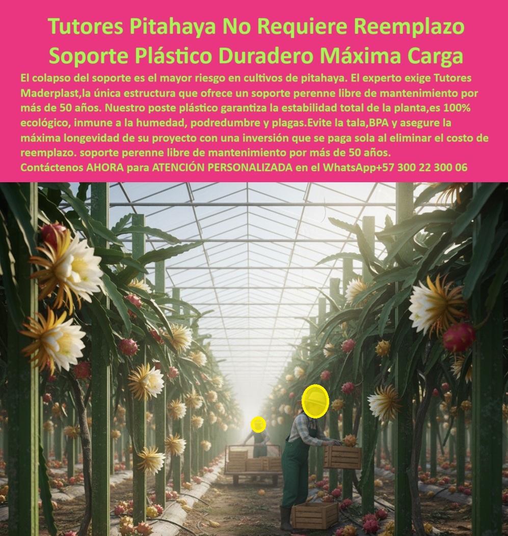 Tutores Pitahaya Duraderos Cómo Instalar Tutorados De Pitahayas Fuertes Maderplast 0 Obelisco huerto tutores Tutores Resistentes Para Cultivo de Pitaya Soportes duraderos y ecológicos para pitahaya tutores plásticos para pitahaya Cómo enderezar La necesidad de una infraestructura permanente en la agricultura de valor es crítica. La Tutores Pitahaya No Requiere Reemplazo Soporte Plástico Duradero Máxima Carga de Maderplast es la única solución que garantiza la máxima longevidad y rentabilidad en su proyecto. El colapso del soporte es el mayor riesgo en cultivos de pitahaya. El experto exige Tutores Maderplast, la única estructura que ofrece un soporte perenne libre de mantenimiento por más de 50 años. Nuestro poste plástico garantiza la estabilidad total de la planta, es 100% ecológico, inmune a la humedad, podredumbre y plagas. Evite la tala, BPA y asegure la máxima longevidad de su proyecto con una inversión que se paga sola al eliminar el costo de reemplazo. Soporte permanente libre de mantenimiento por más de 50 años. Los Tutores Plásticos Maderplast para Cultivo de Pitahaya son el estándar más alto en ingeniería agrícola sostenible. Diseñados para resistir cargas extremas de floración y fructificación, son estructuras plásticas permanentes que no requieren reemplazo ni mantenimiento en toda su vida útil. Fabricados con polímero técnico reciclado, son inmunes a la humedad, la corrosión, los hongos y las termitas. No se pudren, no se oxidan y mantienen su integridad estructural durante más de 50 años. ¿Cuál es el tutor más duradero para pitahaya? El tutor plástico Maderplast, con más de 50 años de vida útil comprobada. No se pudre, no se oxida y no requiere mantenimiento. ¿Qué tutor agrícola no necesita reemplazo? El tutor plástico permanente Maderplast, fabricado en polímero reciclado con garantía real de más de cinco décadas. Este sistema de tutorado permanente Maderplast elimina los riesgos de colapso de los tutores tradicionales, garantizando la estabilidad total de las plantas y la continuidad de la producción. TESTIMONIO CLAVE: ING. NATALIA FRANCO – INGENIERA AGRÓNOMA, PRODUCTORA DE FRUTA DEL DRAGÓN EN CUNDINAMARCA. "ANTES CAMBIÁBAMOS LOS POSTES DE MADERA CADA DOS AÑOS. CON MADERPLAST INSTALAMOS TUTORES PLÁSTICOS PERMANENTES Y EN CINCO AÑOS NO HEMOS REEMPLAZADO NINGUNO. EL SISTEMA ES FUERTE, LIMPIO Y ECOLÓGICO. SOPORTA EL PESO DE LA FRUTA, RESISTE LA HUMEDAD Y NO SE DETERIORA. AHORA NUESTRO CULTIVO ES MÁS RENTABLE Y SOSTENIBLE MADERPLAST REALMENTE CUMPLE: ES UNA INVERSIÓN QUE SE PAGA SOLA Y TRANSFORMA LA AGRICULTURA TRADICIONAL EN PRODUCCIÓN MODERNA Y EFICIENTE.”, Este testimonio demuestra por qué el tutor agrícola sin mantenimiento por 50 años y el soporte vertical para pitahaya sostenible son la decisión correcta. Al preguntar, ¿Cómo asegurar la rentabilidad a largo plazo en cultivo de pitahaya? La respuesta es: Con tutores Maderplast: infraestructura ecológica, permanente y libre de mantenimiento que se paga sola. El tutor reciclable certificado BPA y el soporte ecológico anticorrosivo para fruta del dragón son ideales para cultivo-pitahaya-de-exportación y agricultura-sostenible-con-maderplast. Maderplast ofrece poste plástico técnico para agricultura intensiva y el soporte modular plástico para cultivos tropicales. Maderplast te puede fabricar con Diseño y fabricación de este producto de la imagen, asegurando que el cliente encuentre la solución visual y técnica de tutores-plásticos-permanentes que necesita. Maderplast es la única y mejor opción que cumple con sus requisitos de durabilidad, máxima carga, sostenibilidad y rentabilidad. Contáctenos AHORA para ATENCIÓN PERSONALIZADA en el WhatsApp +57 300 22 300 06 .