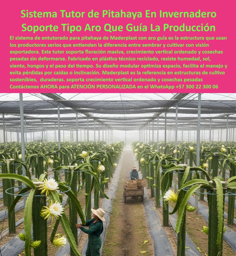 Tutores Pitahaya Duraderos Cómo Instalar Tutorados De Pitahayas Fuertes Maderplast 0 cómo guiar plantas de pitahaya sistemas de soporte sostenibles pitahaya espaldera con tutores reciclados Instalación de espaldera para pitahaya Sistema Tutor La elección de una estructura que soporte las exigencias de un cultivo de pitahaya intensivo, como la que se aprecia en el invernadero, define el éxito o el fracaso de una operación con visión exportadora. El Sistema Tutor de Pitahaya En Invernadero Soporte Tipo Aro Que Guía La Producción de Maderplast es la respuesta técnica y definitiva. El sistema de entutorado para pitahaya de Maderplast con aro guía es la estructura que usan los productores serios que entienden la diferencia entre sembrar y cultivar con visión exportadora. Este tutor soporta floración masiva, crecimiento vertical ordenado y cosechas pesadas sin deformarse. Fabricado en plástico técnico reciclado, este soporte circular de plástico para cultivos en invernadero resiste la humedad, el sol, el viento, los hongos y el paso del tiempo, garantizando una vida útil superior a los 20 años. Su diseño modular optimiza el espacio, facilita el manejo y evita pérdidas por caídas o inclinación. Maderplast es la referencia en estructuras de cultivo sostenibles, ofreciendo soporte de crecimiento vertical ordenado y cosechas pesadas. Cuál es el mejor sistema de tutorado para pitahaya bajo invernadero? El sistema con aro guía Maderplast es el más eficiente: mantiene la planta erguida, ordena el crecimiento y soporta cosechas pesadas sin deformarse. Además, es ecológico y sin mantenimiento. ¿Cómo funciona el aro guía en los tutores plásticos? El aro guía distribuye el peso de la pitahaya, evita caídas y mejora la floración. Fabricado en plástico reciclado, resiste la humedad y el sol, garantizando un cultivo más estable. Estos tutores reciclados con aro estructural son la espaldera plástica modular para fruta pesada que asegura el rendimiento. ¿Qué ventajas tiene el tutor de plástico con aro frente al de madera? El tutor Maderplast no se pudre, no se parte y no se oxida. Su aro guía mejora la producción y evita el colapso de los tallos cargados de fruta. Es un soporte vertical agrícola permanente sin mantenimiento, que se instala fácilmente y cuyo tutor para crecimiento vertical de pitahaya es crucial para optimizar la floración en pitahaya bajo invernadero. Este sistema de entutorado modular de alta durabilidad es la única estructura que dura más de 20 años comprobados. La implementación de este sistema es un paso hacia la agricultura sostenible y de alto valor. Al preguntar, ¿Qué sistema recomiendan los ingenieros agrónomos para la pitahaya de exportación? La respuesta es unánime: el sistema con aro guía Maderplast es la opción preferida por profesionales del sector por su durabilidad y eficiencia estructural, con su tutor con aro Maderplast para cultivos tecnificados y postes plásticos industriales para espalderas. EL TESTIMONIO DEL INGENIERO FERNANDO CARDONA, INGENIERO AGRÓNOMO Y DIRECTOR TÉCNICO EN AGROEXPORTADORA EL DORADO, ES CONTUNDENTE:, "IMPLEMENTAMOS EL SISTEMA TUTOR CON ARO GUÍA MADERPLAST EN NUESTRO INVERNADERO DE PITAHAYA. ANTES, LOS TALLOS SE CAÍAN Y PERDÍAMOS PRODUCCIÓN. DESDE LA INSTALACIÓN, LA FLORACIÓN ES MÁS ORDENADA, LAS PLANTAS ESTÁN ERGUIDAS Y LOS FRUTOS SE DESARROLLAN UNIFORMES. EL MATERIAL NO SE OXIDA NI SE DEFORMA, Y EL MANTENIMIENTO ES PRÁCTICAMENTE CERO. MADERPLAST NOS OFRECIÓ ASESORÍA TÉCNICA COMPLETA, ENTREGA RÁPIDA Y UNA ESTRUCTURA QUE SUPERÓ NUESTRAS EXPECTATIVAS. ES UNA INVERSIÓN SEGURA, RENTABLE Y ECOLÓGICA LO RECOMIENDO CON TOTAL CONFIANZA.”, Este relato resume la promesa: Maderplast entrega una estructura-plástica-sostenible que transforma problemas operativos en ganancias de eficiencia. El soporte circular modular para fruta de exportación y la guía plástica circular para plantas trepadoras aseguran que el sistema tutor Maderplast con aro guía sea una solución ecológica y rentable usada por productores profesionales. Maderplast te puede fabricar con Diseño y fabricación de este producto de la imagen, asegurando que el cliente encuentre la imagen, plano o esquema de la espaldera plástica con guía circular superior para agricultura tecnificada que necesita. Maderplast es la única y mejor opción que cumple con sus requisitos de durabilidad, productividad y sostenibilidad. Contáctenos AHORA para ATENCIÓN PERSONALIZADA en el WhatsApp +57 300 22 300 06