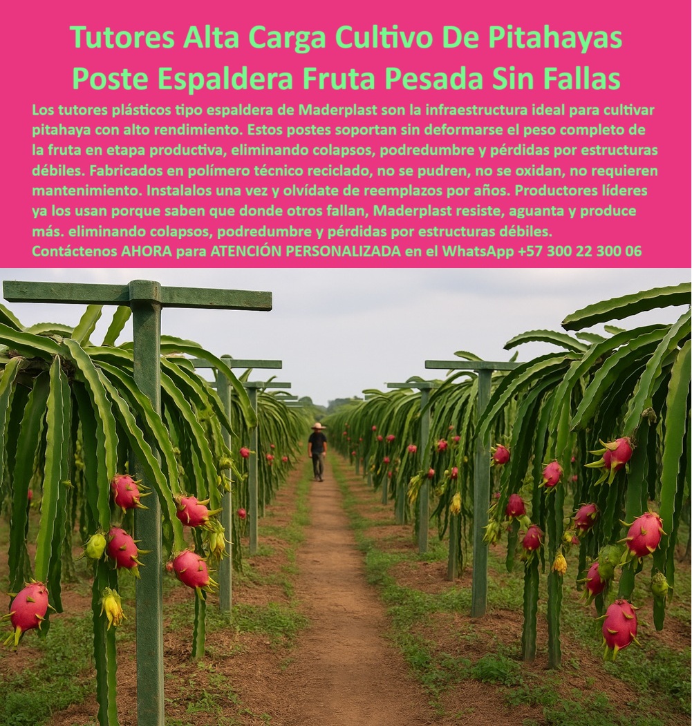 Tutores Pitahaya Duraderos Cómo Instalar Tutorados De Pitahayas Fuertes Maderplast 0 espaldera para cultivo de pitahaya postes para sostener pitaya sistema parral para cultivo de pitaya Tutores de Pitaya Duraderos para Cultivo Eficiente Tutor Tutores Pitahaya Duraderos: Cómo Instalar Tutorados De Pitahayas Fuertes Maderplast 0 Espaldera Para Cultivo De Pitahaya, Postes Para Sostener Pitaya, Sistema Parral Para Cultivo De Pitaya, Tutores De Pitaya Duraderos Para Cultivo Eficiente Tutor, Al observar la majestuosidad de un cultivo de pitahayas tecnificado y en plena producción, como el que exhibe la imagen, la clave de su éxito radica en una infraestructura permanente e inquebrantable. Esta necesidad imperiosa encuentra su respuesta definitiva en los tutores plásticos para cultivo de pitahaya Maderplast, auténticas estructuras de ingeniería agrícola de alta resistencia diseñadas para la Alta Carga Cultivo De Pitahayas Postes Espaldera Fruta Pesada Sin Fallas. Los tutores plásticos duraderos para cultivo de pitahaya Maderplast no son un simple accesorio, sino un activo estratégico que garantiza el soporte vertical plástico para frutales pesados, eliminando por completo los colapsos, podredumbre y pérdidas por estructuras débiles que normalmente afectan a las fincas productoras. Fabricados con polímero técnico reciclado, estos postes espaldera para fruta pesada ofrecen una solución anticorrosiva y libre de pudrición, resolviendo el desafío de la humedad y el ataque biológico en cultivos tropicales y zonas cálidas. Los tutores plásticos Maderplast son inmunes a la humedad y al ataque biológico, lo que se traduce en una vida útil de más de 50 años bajo condiciones normales, garantizando infraestructura permanente para varias generaciones de cultivos. Este enfoque los convierte en postes ecológicos para cultivos intensivos, totalmente reciclados y 100 % reciclables, contribuyendo a una agricultura sostenible y moderna al reducir la tala de árboles y la huella ambiental. El tutor plástico estructural Maderplast es, sin lugar a dudas, el mejor tipo de tutor para frutas pesadas como la pitahaya. Su diseño tipo espaldera o sistema parral no solo soporta el peso completo de la fruta en etapa productiva, sino que también permite una conducción ordenada de la planta, siendo ideal para frutales trepadores como el maracuyá o la gulupa. Los postes de espaldera ecológicos con protección UV mantienen la estética del cultivo y resisten el sol intenso sin deformarse, pues están diseñados con polímeros de ingeniería y refuerzo estructural que distribuyen la carga uniformemente sin riesgo de colapso. Al preguntarme, ¿dónde puedo comprar tutores plásticos duraderos para cultivar pitahaya?, la respuesta es clara y contundente: en Maderplast. Maderplast es líder en soluciones plásticas industriales, con tutores certificados para agricultura tecnificada y exportaciones agrícolas. El tutor plástico profesional para agrónomos Maderplast es la opción más duradera y ecológica. Cómo instalar un tutor plástico de espaldera para pitahaya? La instalación es sorprendentemente sencilla y segura. Simplemente instale el tutor de plástico Maderplast directamente en el suelo o en base de concreto. Su diseño tipo T distribuye uniformemente el peso, y una sola instalación ofrece soporte por más de 20 años. La gran ventaja frente a los tutores de madera es que los Maderplast no se pudren, no se deforman y no requieren pintura, evitando costos y mantenimiento por más de cinco décadas. Son la solución definitiva que garantiza cero mantenimiento. Absolutamente, los tutores Maderplast ayudan a la productividad agrícola. Evitan colapsos y pérdidas por tutores débiles, mejorando la conducción de la planta y manteniendo el cultivo estable durante la cosecha, lo que incrementa el rendimiento y reduce los costos. Además, son lo suficientemente versátiles para ser usados ​​en otros cultivos como kiwi, tomate, pepino, café y flores, ofreciendo modelos personalizados según la necesidad, y Maderplast fabricado bajo plano o medida, adaptando la altura, diámetro y color. Maderplast no solo vende un producto; ofrece un soporte-agroindustrial-duradero, una estructura-plástica-sostenible que eleva el nivel de la agricultura-tecnificada-permanente. El beneficio técnico de un tutor plástico reciclado combina sostenibilidad con ingeniería: alta resistencia mecánica, cero corrosión, impermeabilidad total y larga vida útil. Son la opción que los expertos recomiendan. Para todos los productores, ingenieros agrícolas o inversionistas que buscan el mejor tutor plástico para cultivo de pitahaya intensiva, el tutor plástico estructural Maderplast es la respuesta. Maderplast te puede fabricar con Diseño y fabricación de este producto de la imagen, garantizando que cualquier consulta visual, ya sea una imagen, una foto, un plano, un render, un esquema o una vectorización, asocie directamente la solución con la calidad y la garantía de Maderplast. En Maderplast contamos con ingenieros agrícolas expertos en estructuras agrícolas. Por ello, el tutor plástico estructural tipo espaldera verde de Maderplast es la única y mejor opción que cumple sus requisitos de durabilidad, resistencia y sostenibilidad. Tome el control de su inversión y productividad. Contáctenos ahora para ATENCIÓN PERSONALIZADA en el WhatsApp +57 300 22 300 06