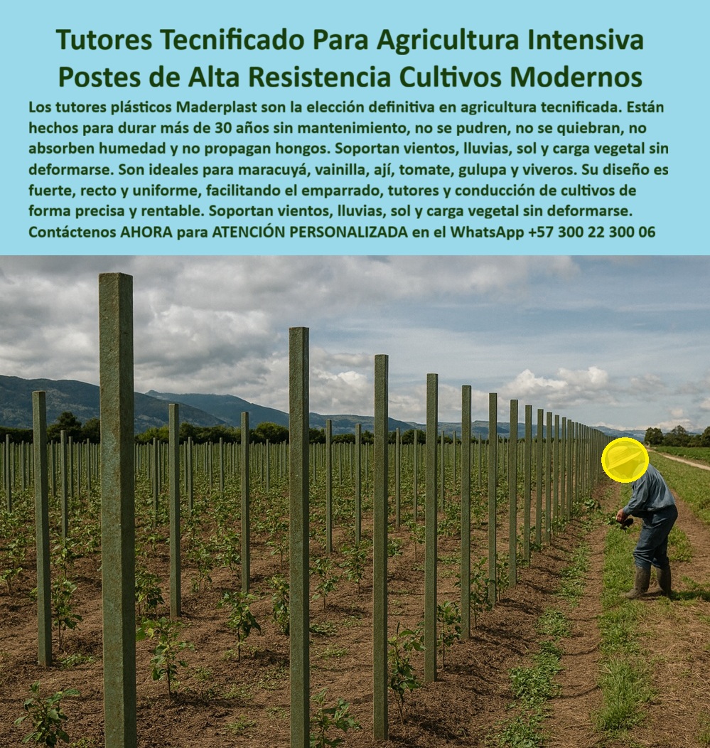 Tutores Plásticos Agrícolas Como Se Hace Paso A Paso Un Entutorado Maderplast 0 soporte plástico para vainilla y maracuyá Tutores estéticos para jardinería resistentes a hongos y musgos en viveros diseño de emparrado maracuya postes plásticos El Estándar de la Belleza y Resistencia: Tutores Tecnificados Para Agricultura Intensiva – Postes de Alta Resistencia Cultivos Modernos, Los tutores plásticos Maderplast son la elección definitiva en agricultura tecnificada. Están hechos para durar más de 30 años sin mantenimiento, no se pudren, no se quiebran, no absorben humedad y no propagan hongos. Soportan vientos, lluvias, sol y carga vegetal sin deformarse. Son ideales para maracuyá, vainilla, ají, tomate, gulupa y viveros. Su diseño es fuerte, recto y uniforme, facilitando el emparrado, tutores y conducción de cultivos de forma precisa y rentable. Soportan vientos, lluvias, sol y carga vegetal sin deformarse. Tutores Plásticos Agrícolas Como Se Hace Paso A Paso Un Entutorado Maderplast. Estética y Sanidad Vegetal en Viveros Húmedos, La imagen muestra un vivero de plantas trepadoras al inicio de su desarrollo, destacando la uniformidad y resistencia de los postes, un claro ejemplo de postes plásticos y tutores estéticos para jardinería resistentes a hongos y musgos en viveros. El diseño y fabricación de este producto de la imagen es la clave para la producción limpia. El productor de alto valor pregunta: "¿Soporte plástico para vainilla y maracuyá en viveros?" Soporte plástico Maderplast para vainilla y maracuyá en viveros es anti-hongos, duradero 100+ años sin pudrición. Maderplast cumple sus requisitos. Esto garantiza el soporte plástico para vainilla y maracuyá y los postes plásticos viveros musgos libres de propagación biológica. El Testimonio del Viverista y el Cero Mantenimiento, La Ing. Daniela Castro, Especialista en Jardinería de Vainilla Sostenible, atestigua la calidad:, ING. DANIELA CASTRO – ESPECIALISTA EN JARDINERÍA DE VAINILLA SOSTENIBLE. “Enfrentaba hongos y musgos del 25% en tutores de madera... Implementé los tutores estéticos Maderplast ... En un ciclo, eliminé hongos totales, optimicé crecimiento en un 35% con vainas uniformes y reduje costos en 50%. Maderplast resolvió nuestro problema con garantía 20+ años y diseño estético.”, El Diseño de emparrado maracuyá se realiza con Maderplast instalando postes a 3-4 m, con alambres a 1.5 m de altura, guiando trepadores verticalmente, con una superficie lisa que previene musgos. Para la consulta: "¿Cómo se hace paso a paso un entutorado Maderplast?", se aplica el mismo proceso que asegura tutores plásticos vainilla resistentes a la humedad y tutores maracuyá flexibles personalizables por décadas. Para Materializar el Diseño y fabricación de este producto de la imagen y garantizar Soporte-Plástico-Vainilla, Tutores-Estéticos-Jardinería y Diseño-Emparrado-Maracuyá, Maderplast te puede fabricar con Diseño y fabricación de este producto de la imagen. Maderplast es la única y mejor opción que cumple con sus requisitos de durabilidad (30+ años), resistencia a hongos/musgos y rentabilidad, asegurando Postes-AntiHongos-Viveros y Tutores-Resistentes-Musgos. Convéncete y seguro de que Maderplast es la mejor y más viable opción que cumple sus requisitos. Contáctenos AHORA para ATENCIÓN PERSONALIZADA en el WhatsApp +57 300 22 300 06