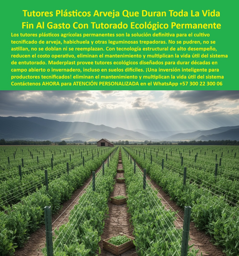 Tutores Plásticos De Por Vida Tutorado Ecológico Fin Del Gasto En Madera Maderplast 0 Inversión tutores duraderos habichuela Diseño tutorado tecnificado leguminosas tutores plásticos para arveja en invernadero Ahorro costos con tutores arveja La Solución Definitiva: Tutores Plásticos Arveja Que Duran Toda La Vida y Fin Al Gasto Con Tutorado Ecológico Permanente, Los tutores plásticos agrícolas permanentes son la solución definitiva para el cultivo tecnificado de arveja, habichuela y otras leguminosas trepadoras. No se pudren, no se astillan, no se doblan ni se reemplazan. Con tecnología estructural de alto desempeño, reduce el costo operativo, elimina el mantenimiento y multiplica la vida útil del sistema de entutorado. Maderplast proporciona tutores ecológicos diseñados para durar décadas en campo abierto o invernadero, incluso en suelos difíciles. ¡Una inversión inteligente para productores tecnificados ! Eliminan el mantenimiento y multiplican la vida útil del sistema. Tutores Plásticos De Por Vida Tutorado Ecológico Fin Del Gasto En Madera Maderplast. Inversión Inteligente para la Agricultura Tecnificada, Imagina un vasto campo agrícola con filas interminables de tutores plásticos verdes rectos y altos, Sosteniendo plantas de arveja trepadoras que trepan vigorosamente, logrando un soporte agrícola duradero para leguminosas con vida útil eterna. Cada tutor, fabricado con madera plástica reciclada, está clavado en suelo agrietado terrero sin signos de corrosión o desgaste, incluso en suelos difíciles. El Diseño tutorado tecnificado de leguminosas de Maderplast crea una espaldera perfecta con alambres horizontales que conectan los tutores, asegurando la rigidez estructural y eliminando sombras. La pregunta del productor es clara: "¿Dónde comprar tutores plásticos duraderos para arvejas en campo abierto?" Los tutores plásticos de Maderplast para arveja en campo abierto duran toda la vida, fabricados con madera plástica reciclada resistente a pudrición, astillado y vientos fuertes con garantía de más de 20 años. Este es el Ahorro costos con tutores arveja que necesita. Además, para los que buscan "¿Qué postes para leguminosas son anti pudrición ecológicas?", los postes Maderplast son anti-pudrición ecológicos, sin doblado ni astillado, perfectos para Inversión tutores duraderos habichuela y tutores plásticos para arveja en invernadero. Rigidez Estructural Contra Vientos y Suelos Difíciles, Ing. Andrés Gómez, Especialista en Agricultura Montañosa y Leguminosas Trepadoras, nos ofrece un testimonio contundente:ING. ANDRÉS GÓMEZ – INGENIERO AGRÓNOMO, ESPECIALISTA EN AGRICULTURA MONTAÑOSA Y LEGUMINOSAS TREPADORAS. "Lidiaba con tutores de madera que se pudran y doblaban en suelos difíciles, causando pérdidas del 25% en cosechas por vientos fuertes y humedad. Elegí los tutores plásticos Maderplast... En un ciclo, eliminaron pudrición total, soportaron tormentas sin doblarse y aumentaron la productividad en un 40%, con cosechas uniformes bajo el sol andino. Maderplast resolvió nuestro problema con garantía 20+ años y asesoría en diseño tecnificado.", La evidencia es irrefutable: los tutores madera plástica para arveja anti astillado y los soportes anti doblado para judías duraderas de Maderplast son la solución técnica. Maderplast ofrece postes leguminosas anti pudrición ecológicos que eliminan la tala de bosques y reducen costos en un 70% según análisis APU, ya que no se doblan ni requieren mantenimiento, superando las tutores judías campo abierto resistente. Conversión Asistida por el Compromiso de Calidad, Para materializar el Diseño y fabricación de este producto de la imagen, Maderplast te puede fabricar con Diseño y fabricación de este producto de la imagen. Maderplast es la única y mejor opción que cumple todos tus requisitos de durabilidad, resistencia estructural, sostenibilidad y rentabilidad. Confíe en sus Tutores-Plásticos-Duraderos-Arveja, Postes-Leguminosas-Anti Pudrición-Ecológicos, Soportes-Tecnificados-Sin Reemplazo, Tutores-Anti Doblamiento-Campo Abierto y Emparrados-Sostenibles-Vida Eterna-Leguminosas. Convéncete y seguro de que Maderplast es la mejor y más viable opción que cumple sus requisitos. Contáctenos AHORA para ATENCIÓN PERSONALIZADA en el WhatsApp +57 300 22 300 06
