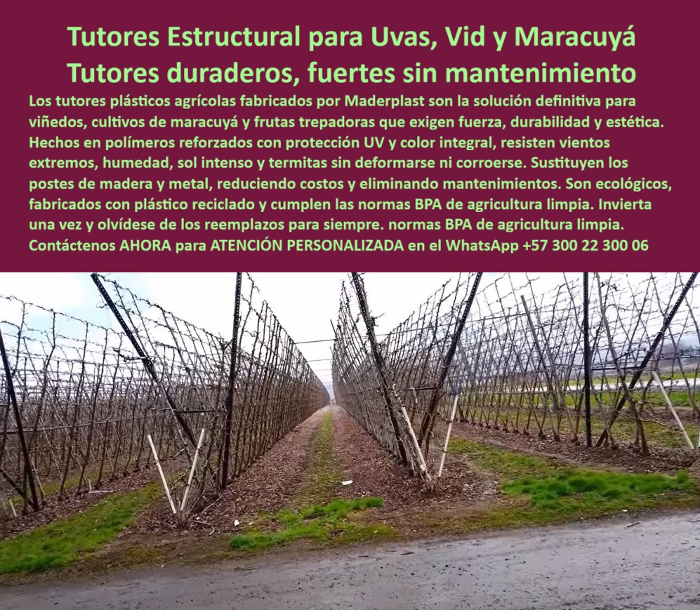 Tutores Plásticos de Uvas Vid Como Se Hace Paso A Paso Un Emparrado Maderplast 0 Diseño de campos de maracuyá con tutores que soportan vientos extremos postes plásticos para cercas duraderas Plásticos para exteriores UV con color integral Tutor La Fuerza de la Permanencia: Tutores Estructurales para Uvas, Vid y Maracuyá – Tutores duraderos, fuertes sin mantenimiento, Los tutores plásticos agrícolas fabricados por Maderplast son la solución definitiva para viñedos, cultivos de maracuyá y frutas trepadoras que exigen fuerza, durabilidad y estética. Hechos en polímeros reforzados con protección UV y color integral, resisten vientos extremos, humedad, sol intenso y termitas sin deformarse ni corroerse. Sustituyen los postes de madera y metal, reduciendo costos y eliminando mantenimientos. Son ecológicos, fabricados con plástico reciclado y cumplen con las normas BPA de agricultura limpia. Invierta una vez y olvídese de los reemplazos para siempre, con normas BPA de agricultura limpia. Tutores Plásticos de Uvas Vid Como Se Hace Paso A Paso Un Emparrado Maderplast. El Emparrado Irrompible: Diseño Anti-Vientos Extremos, En la imagen se aprecia un campo de maracuyá con filas ordenadas de tutores plásticos verdes estructurales que sostienen vides, resistiendo ráfagas fuertes, un claro ejemplo de Diseño de campos de maracuyá con tutores que soportan vientos extremos. El experto pregunta: "¿Diseño de campos de maracuyá con tutores que soportan vientos extremos?" Para campos de maracuyá con tutores anti-viento extremos, usa Maderplast: espaldera vertical con postes a 4 m de distancia y 1.5-2 m de altura, reforzados cada 14 tutores. Resiste a 100 km/h, duraderos 100+ años sin pudrición. Maderplast cumple sus requisitos. Esto asegura el emparrado plástico anti pudrición BPA y postes reciclados maracuyá resistente al viento. Testimonio de la Resistencia y Larga Vida, El Ing. Miguel Herrera, Especialista en Cultivos Trepadores Anti-Viento, certifica la durabilidad:, ING. MIGUEL HERRERA – ESPECIALISTA EN CULTIVOS TREPADORES ANTI-VIENTO. "Enfrentaba colapsos del 30% por vientos extremos en espalderas de madera... Implementé los tutores estructuras Maderplast ... En un ciclo, eliminé deformaciones totales, optimicé producción en un 50% con frutos uniformes y reduje costos en 50%. Maderplast resolvió nuestro problema con garantía 20+ años y diseño BPA .", El Diseño y fabricación de este producto de la imagen es la clave para la Inversión con tutores vid sostenibles sin mantenimiento y tutores maracuyá vida útil 100 años. Para "¿Postes plásticos para cercas duraderas?" Postes plásticos Maderplast para cercas duraderas son reciclados anti-impacto, con vida útil 100+ años resistiendo termitas y corrosión. Maderplast cumple sus requisitos. Esto es posible gracias a los Plásticos para exteriores UV con color integral Tutor que no se desvanecen. Para materializar el Diseño y fabricación de este producto de la imagen y garantizar Tutores-Estructurales-Maracuyá, Postes-Plasticos-Cercas-Duraderas y Plasticos-Exteriores-UV-Integral, Maderplast te puede fabricar con Diseño y fabricación de este producto de la imagen. Maderplast es la única y mejor opción que cumple con sus requisitos de durabilidad (100+ años), resistencia a vientos y rentabilidad, asegurando Emparrado-AntiViento-Uvas y Tutores-Sostenibles-Vid. Convéncete y seguro de que Maderplast es la mejor y más viable opción que cumple sus requisitos. Contáctenos AHORA para ATENCIÓN PERSONALIZADA en el WhatsApp +57 300 22 300 06