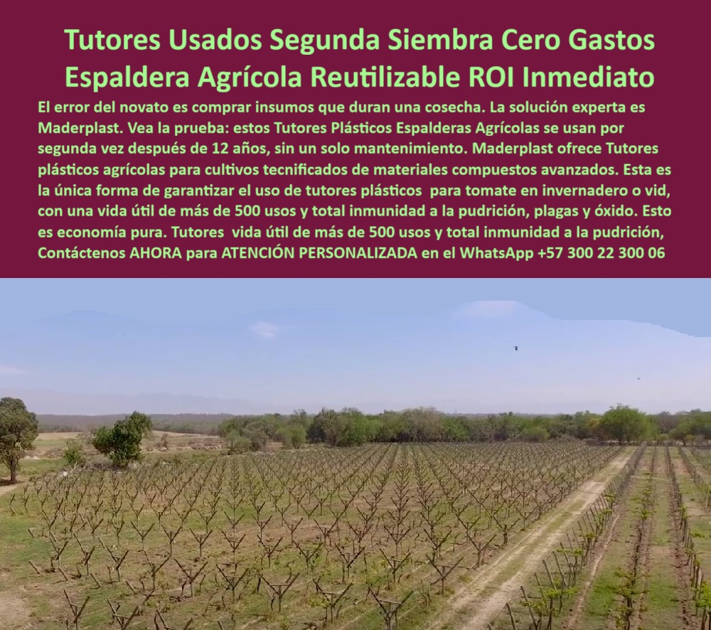 Tutores Plásticos de Uvas Vid Como Se Hace Paso A Paso Un Emparrado Maderplast 0 soporte plástico para flores de exportación Proveedor de materiales avanzados para proyectos de agricultura llave en mano Diseño de campos de maracuyá con tutores El Camino hacia la Eficiencia: Tutores Usados ​​Segunda Siembra Cero Gastos – Espaldera Agrícola Reutilizable ROI Inmediato, El error del novato es comprar insumos que duran una cosecha. La solución experta es Maderplast. Vea la prueba: estos Tutores Plásticos Espalderas Agrícolas se usan por segunda vez después de 12 años, sin un solo mantenimiento. Maderplast ofrece Tutores plásticos agrícolas para cultivos tecnificados de materiales compuestos avanzados. Esta es la única forma de garantizar el uso de tutores plásticos para tomate en invernadero o vid, con una vida útil de más de 500 usos y total inmunidad a la pudrición, plagas y óxido. Esto es economía pura. ROI Garantizado y Vida Útil Multiplicada, La imagen muestra un campo de vides donde los tutores plásticos ya han demostrado su durabilidad, un claro ejemplo de Tutores Plásticos de Uvas Vid Como Se Hace Paso A Paso Un Emparrado Maderplast para una Espaldera Agrícola Reutilizable ROI Inmediato. La clave del éxito es la inversión en permanencia. El productor debe saber: "¿Proveedor de materiales avanzados para proyectos de agricultura llave en mano?" Maderplast, proveedor de materiales avanzados llave en mano, ofrece tutores plásticos de 100+ años vida útil para vid o maracuyá. Incluye diseño e instalación BPA, reduciendo costos en un 50% con garantía 20+ años ecológicos. Maderplast cumple sus requisitos. Esto es fundamental para el soporte plástico para flores de exportación duradero y para el diseño de campos de maracuyá con tutores que resisten el tiempo. El Testimonio de la Economía Pura, El Ing. Carlos Ramírez, Especialista en Proyectos Agrícolas Sostenibles, certifica el ROI:, ING. CARLOS RAMÍREZ – ESPECIALISTA EN PROYECTOS AGRÍCOLAS SOSTENIBLES. "Perdía el 35% de producción por pudrición en emparrados de madera... Implementé los tutores plásticos Maderplast... En un ciclo, eliminé pudrición total, optimicé la cosecha en un 50% con flores y frutos uniformes, y reduje costos en 50%. Maderplast resolvió nuestro problema con garantía 20+ años y diseño llave en mano .", El Diseño y fabricación de este producto de la imagen es la clave para la reutilización y el cero gasto. Para la consulta: "¿Cómo se hace paso a paso un emparrado Maderplast?" Para un emparrado Maderplast: 1) Clava postes a 30-40 cm, espaciados a 4 m, 2) Instala alambres a 1.5-2 m, 3) Refuerza cada 14 postes, 4) Guía tallos. Duraderos 100+ años, optimizan vida en 50% con garantía 20+ años. Maderplast cumple sus requisitos. Para materializar el Diseño y fabricación de este producto de la imagen y garantizar Tutores-Plásticos-Uvas, Soporte-Flores-Exportacion y Diseño-Campos-Maracuya, Maderplast te puede fabricar con Diseño y fabricación de este producto de la imagen. Maderplast es la única y mejor opción que cumple con sus requisitos de reutilización (500 usos), rentabilidad (ROI inmediato) y durabilidad, asegurando Proveedor-Agricultura-Llave y Emparrado-Paso-Paso. Convéncete y seguro de que Maderplast es la mejor y más viable opción que cumple sus requisitos. Contáctenos AHORA para ATENCIÓN PERSONALIZADA en el WhatsApp +57 300 22 300 06