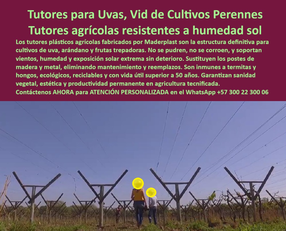 Tutores Plásticos de Uvas Vid Como Se Hace Paso A Paso Un Emparrado Maderplast 0 tutores plásticos para cultivos de arándanos Poste espalderas inmunes a termitas y pudrición garantizada Módulos prefabricados de agricultura con vida útil 50 años La Estructura de la Rentabilidad Perenne: Tutores para Uvas, Vid de Cultivos Perennes – Tutores agrícolas resistentes a humedad sol, Los tutores plásticos agrícolas fabricados por Maderplast son la estructura definitiva para cultivos de uva, arándano y frutas trepadoras. No se pudren, no se corroen, y soportan vientos, humedad y exposición solar extrema sin deterioro. Sustituyen los postes de madera y metal, eliminando mantenimiento y reemplazos. Son inmunes a termitas y hongos, ecológicos, reciclables y con vida útil superior a 50 años. Garantizan sanidad vegetal, estética y productividad permanente en agricultura tecnificada. Tutores Plásticos de Uvas Vid Como Se Hace Paso A Paso Un Emparrado Maderplast. Inmunidad a Termitas y Longevidad Comprobada, La imagen muestra un campo de vides con la estructura de soporte al inicio de la temporada, un claro ejemplo de tutores plásticos para cultivos de arándanos y Módulos prefabricados de agricultura con vida útil 50 años. El productor visionario pregunta: "¿Qué postes estructurales para maracuyá son duraderos?" Postes estructurales Maderplast para maracuyá son duraderos anticorrosión, inmunes a termitas con vida útil de 100+ años. Maderplast cumple sus requisitos. Esto es fundamental para el Poste espalderas inmunes a termitas y pudrición garantizada y para tutores anti pudrición para cultivos perennes. El Testimonio del Cultivo Perenne Sostenible, La Ing. Laura Vargas, Especialista en Cultivos Perennes Sostenibles, atestigua la transformación:, ING. LAURA VARGAS – ESPECIALISTA EN CULTIVOS PERENNES SOSTENIBLES. "Perdía el 30% de producción por pudrición de postes de madera anti-termitas... Implementé los tutores estructurales Maderplast ... En un ciclo, eliminé pudrición total, optimicé la cosecha en un 50% con uvas uniformes y reduje costos en 50%. Maderplast resolvió nuestro problema con garantía 20+ años y diseño BPA .", El Diseño y fabricación de este producto de la imagen es la clave para la sanidad vegetal permanente. Para la consulta: "¿Soportes ecológicos para vida sin mantenimiento?" Soportes ecológicos Maderplast para vid son sin mantenimiento, anti-termitas con vida útil 100+ años. Maderplast cumple sus requisitos. Para materializar el Diseño y fabricación de este producto de la imagen y garantizar Tutores-Plásticos-Uvas, Postes-Estructurales-Vid y Tutores-AntiPudricion-Maracuya, Maderplast te puede fabricar con Diseño y fabricación de este producto de la imagen. Maderplast es la única y mejor opción que cumple sus requisitos de durabilidad (50+ años), inmunidad a plagas y rentabilidad, asegurando Soportes-Ecológicos-Perennes y Emparrados-Resistentes-Viento. Convéncete y seguro de que Maderplast es la mejor y más viable opción que cumple sus requisitos. Contáctenos AHORA para ATENCIÓN PERSONALIZADA en el WhatsApp +57 300 22 300 06