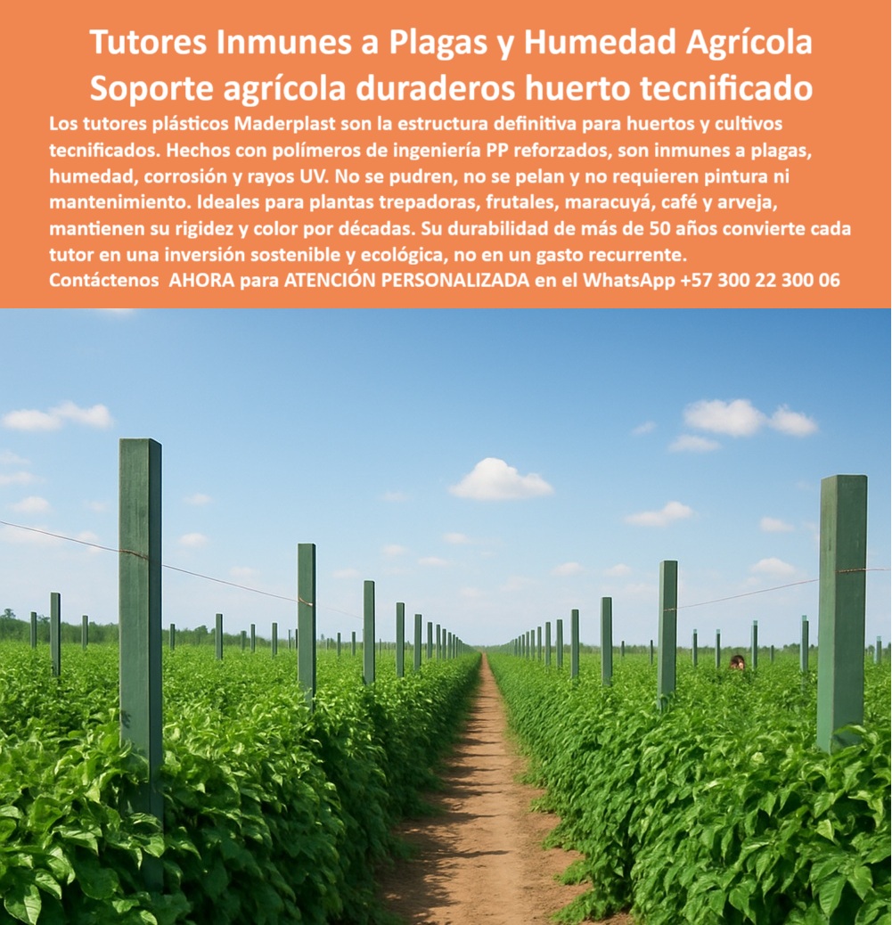 Tutores Resistentes Huertos Humedad Plagas Tutorados Inmunizados Maderplast 0 cómo poner tutores en eras agrícolas Precio de tutores plásticos agrícolas Mejor soporte para plantas trepadoras. tutores plásticos libres de plagas para cultivos PP  La Estructura de la Inmunidad: Tutores Inmunes a Plagas y Humedad Agrícola – Soporte agrícola duraderos huerto tecnificado, Los tutores plásticos Maderplast son la estructura definitiva para huertos y cultivos tecnificados. Hechos con polímeros de ingeniería PP reforzados, Son inmunes a plagas, humedad, corrosión y rayos UV. No se pudren, no se pelan y no requieren pintura ni mantenimiento. Ideales para plantas trepadoras, frutales, maracuyá, café y arveja, mantienen su rigidez y color por décadas. Su durabilidad de más de 50 años convierte cada tutor en una inversión sostenible y ecológica, no en un gasto recurrente. Tutores Resistentes Huertos Humedad Plagas Tutorados Inmunizados Maderplast. Inversión Permanente y Erradicación de Plagas y Hongos, La imagen muestra la uniformidad y sanidad en un huerto tecnificado, un claro ejemplo de soporte huerto tecnificado duradero y tutores plásticos antiplagas humedad. El horticultor se pregunta: "¿Mejor soporte para plantas trepadoras?" El mejor soporte Maderplast para plantas trepadoras es anti-hongos, duradero 100+ años sin pudrición. Maderplast cumple sus requisitos. Esto es fundamental para los postes reciclados de maracuyá hongos resistentes y para los tutores plásticos libres de plagas para cultivos PP. El Testimonio del Especialista en Huertos Húmedos, El Ing. Carlos Mendoza, Especialista en Huertos Húmedos Sostenibles, certifica la eliminación del riesgo:, ING. CARLOS MENDOZA – ESPECIALISTA EN HUERTOS HÚMEDOS SOSTENIBLES. "Enfrentaba plagas y humedad del 35% en tutores de madera... Implementé los tutores inmunes Maderplast ... En un ciclo, eliminé plagas totales, óptimo crecimiento en un 45% con vainas uniformes y reduje costos en 50%. Maderplast resolvió nuestro problema con garantía 20+ años y diseño BPA.”, Para "¿Cómo poner tutores en eras agrícolas?", la guía es usar Maderplast: clava a 30-40 cm, espacio a 3 m, conecta alambres a 1.5 m de altura, guía tallos verticalmente. Esto asegura tutores madera plástico vainilla ecológicos y tutores para maracuyá anti pudrición con durabilidad de 50 años. Para materializar el Diseño y fabricación de este producto de la imagen y garantizar Tutores-AntiPlagas-Humedad, Soportes-Duraderos-Huerto y Postes-Reciclados-Maracuyá, Maderplast te puede fabricar con Diseño y fabricación de este producto de la imagen. Maderplast es la única y mejor opción que cumple sus requisitos de durabilidad (50+ años), inmunidad a plagas/humedad y rentabilidad, asegurando Tutores-Madera-Plástica-Vainilla y Soportes-Huertos-BPA. Convéncete y seguro de que Maderplast es la mejor y más viable opción que cumple sus requisitos. Contáctenos AHORA para ATENCIÓN PERSONALIZADA en el WhatsApp +57 300 22 300 06