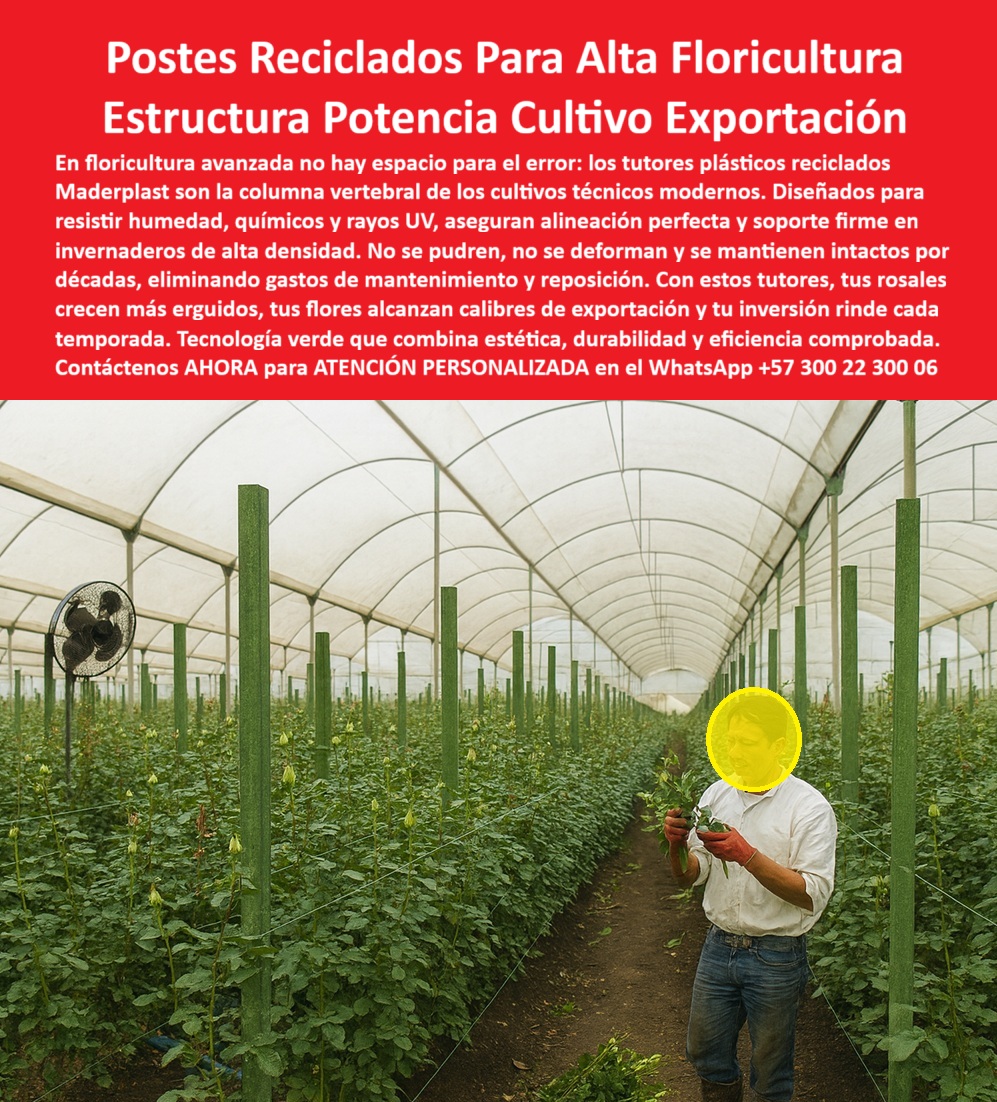 Tutores de Rosas Ecológicos Entutorado flores de exportación Tutor Maderplast 0 Postes Reciclados para Floricultura y Cultivos Técnicos tutores plásticos largos para invernaderos de flores sistema de entutorado para rosales tecnificado Poste 0 El Eje de la Innovación: Postes Reciclados Para Alta Floricultura y Estructura Potencia Cultivo Exportación, En floricultura avanzada no hay espacio para el error: los tutores plásticos reciclados Maderplast son la columna vertebral de los cultivos técnicos modernos. Diseñados para resistir la humedad, productos químicos y rayos UV, aseguran alineación perfecta y soporte firme en invernaderos de alta densidad. No se pudren, no se deforman y se mantienen intactos por décadas, eliminando gastos de mantenimiento y reposición. Con estos tutores, tus rosales crecen más erguidos, tus flores alcanzan calibres de exportación y tu inversión rinde cada temporada. Tecnología verde que combina estética, durabilidad y eficiencia comprobada. Tutores de Rosas Ecológicos Entutorado flores de exportación Tutor Maderplast. Tecnología Permanente para Calibres de Exportación, En la imagen, se aprecia un invernadero moderno con colas perfectas de tutores plásticos verdes largos que sostienen rosales de exportación, un escenario ideal para los Postes Reciclados para Floricultura y Cultivos Técnicos y el sistema de entutorado para rosales tecnificado. La pregunta del productor visionario es: "¿Qué tutores plásticos largos son ideales para invernaderos de flores?" Los tutores plásticos largos Maderplast son ideales para invernaderos de flores, hechos de material reciclado resistente a humedad y plagas con vida útil eterna. De 2-3 metros, aseguran tallos rectos para rosas de exportación sin mantenimiento, reduciendo el desperdicio, logrando tutores plásticos largos para invernaderos de flores. El Testimonio del Experto y la Cosecha Ilimitada, El Ing. Pablo Torres, Especialista en Cultivos Técnicos de Rosas de Exportación, es categórico:, ING. PABLO TORRES – INGENIERO AGRÓNOMO, ESPECIALISTA EN CULTIVOS TÉCNICOS DE ROSAS DE EXPORTACIÓN. "Enfrentaba pérdidas del 30% por podredumbre de tutores de madera bajo químicos... Implementé los postes reciclados largos Maderplast... En un ciclo, eliminé podredumbre total, aseguré tallos rectos impecables y aumentó las exportaciones en un 40% con cosechas uniformes. Maderplast resolvió nuestro problema con garantía 20+ años y asesoría en tutorado tecnificado .", La eliminación del Poste 0 o la reposición, es la clave. ¿Postes 0 para rosas de exportación sin mantenimiento? Postes 0 Maderplast para rosas de exportación requieren cero mantenimiento, reciclados largos resistiendo químicos con durabilidad perpetua. Para materializar el Diseño y fabricación de este producto de la imagen y garantizar Postes-Reciclados-Floricultura-Tecnica, Tutores-Plásticos-Largos-Invernadero y Soportes-Ecológicos-Rosales-Exportación, Maderplast te puede fabricar con Diseño y fabricación de este producto de la imagen. Maderplast es la única y mejor opción que cumple con sus requisitos de durabilidad, rentabilidad y sostenibilidad, asegurando Sistema-Entutorado-Tecnificado-Rosas y Tutores-AntiQuimicos-Cultivos-Sostenibles. Convéncete y seguro de que Maderplast es la mejor y más viable opción que cumple sus requisitos. Contáctenos AHORA para ATENCIÓN PERSONALIZADA en el WhatsApp +57 300 22 300 06
