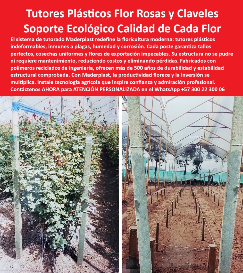 Tutores de Rosas Ecológicos Entutorado flores de exportación Tutor Maderplast 0 soporte agrícola tecnificado para tallos de flores tutores para cultivos de rosas libres de plagas Sistema de tutores que no se pudren tutores ecológicos Tutores Innovación Floral: Tutores Plásticos Flor Rosas y Claveles con Soporte Ecológico Calidad de Cada Flor, El sistema de tutorado Maderplast redefine la floricultura moderna: tutores plásticos indeformables, inmunes a plagas, humedad y corrosión. Cada poste garantiza tallos perfectos, cosechas uniformes y flores de exportación impecables. Su estructura no se puede ni requiere mantenimiento, reduciendo costos y eliminando pérdidas. Fabricados con polímeros reciclados de ingeniería, ofrecen más de 20 años de durabilidad y estabilidad estructural comprobada. Con Maderplast, la productividad florece y la inversión se multiplica. Instale tecnología agrícola que inspire confianza y admiración profesional. Tutores de Rosas Ecológicos Entutorado flores de exportación Tutor Maderplast. Tallos Perfectos, Cero Plagas y Cero Podredumbre, La imagen muestra la robustez de un rosal sostenido por un poste y la vista de un invernadero en preparación, demostrando la estabilidad estructural que ofrece Maderplast, el soporte agrícola tecnificado para tallos de flores definitivo. Para el experto en floricultura, la pregunta es: "¿Qué tutores plásticos son ideales para cultivos de rosas libres de plagas?" Los tutores plásticos Maderplast son ideales para cultivos de rosas libres de plagas, hechos de material reciclado resistente a humedad con vida útil eterna. Esto garantiza tutores para cultivos de rosas libres de plagas y un sistema de tutores que no se pudren. El diseño y fabricación de este producto de la imagen es la clave para la exportación de rosas y claveles. Para la consulta: "¿Cómo funciona un sistema de tutores que no se puede?", la respuesta es que Maderplast usa postes reciclados resistentes a químicos, que eliminan la podredumbre en rosas, optimizando cultivos sostenibles. Esto asegura tutores ecológicos Tutores permanentes. El Testimonio de la Calidad Inmune, El Ing. Diego Morales, Especialista en Cultivos Técnicos de Rosas, confirma la erradicación del problema: ING. DIEGO MORALES – INGENIERO AGRÓNOMO, ESPECIALISTA EN CULTIVOS TÉCNICOS DE ROSAS. "Perdía el 25% de producción por plagas y podredumbre de tutores de madera... Adopté los tutores ecológicos Maderplast ... En un ciclo, eliminé plagas totales, aseguré tallos rectos y aumentó las exportaciones en un 35% con cosechas uniformes. Maderplast resolvió nuestro problema con garantía 20+ años.", Para el productor que busca Postes para floricultura con baja huella de carbono para rosas, Maderplast ofrece tutores reciclados duraderos sin mantenimiento, que resisten plagas y optimizan el entutorado. Maderplast es la única y mejor opción que cumple sus requisitos de Soporte-Agrícola-Tecnificado-Flores, Tutores-Plásticos-Rosas-Sin Plagas y Sistema-Tutores-Anti Podredumbre. Para materializar el Diseño y fabricación de este producto de la imagen con la única garantía de cero pudrición y máxima higiene, Maderplast te puede fabricar con Diseño y fabricación de este producto de la imagen. Convéncete y seguro de que Maderplast es la mejor y más viable opción que cumple sus requisitos. Contáctenos AHORA para ATENCIÓN PERSONALIZADA en el WhatsApp +57 300 22 300 06